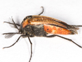 Metoecus paradoxus